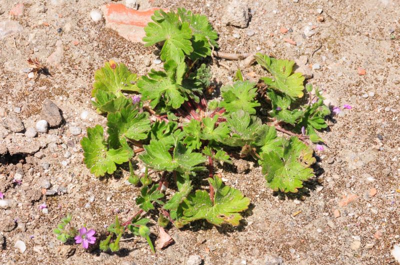 Geranium molle